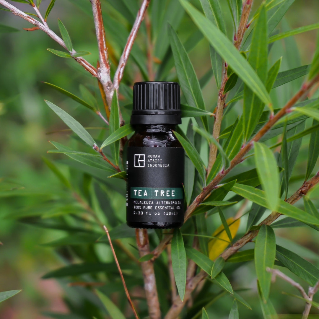 Tea Tree Essential Oil by Rumah Atsiri