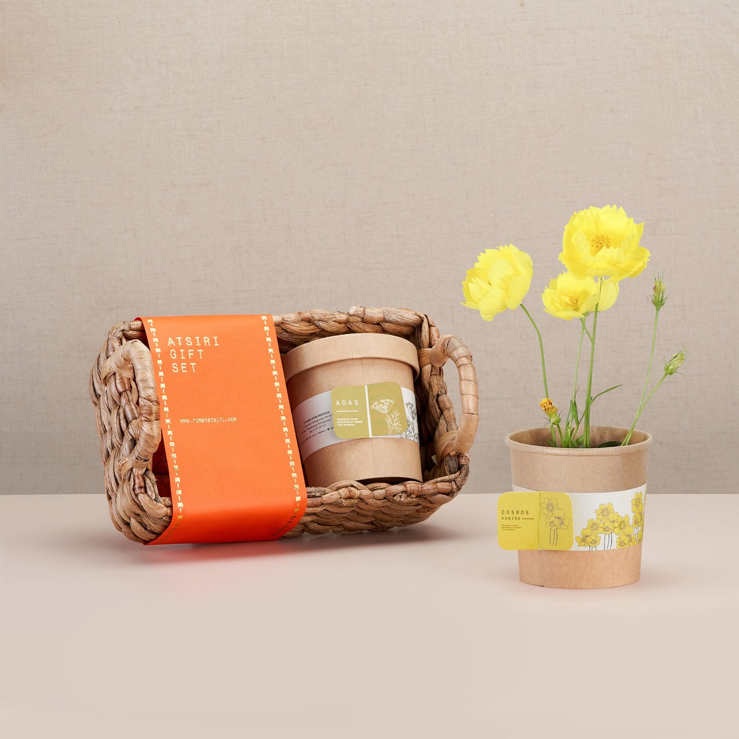 Adas Cosmos Kuning Instant Seed Set