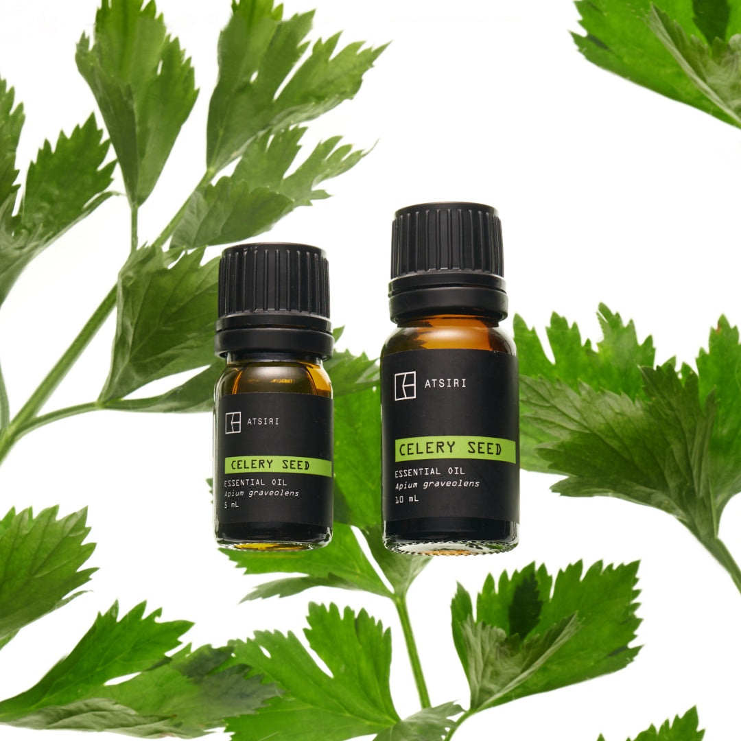 Celery Seed Essential Oil by Rumah Atsiri