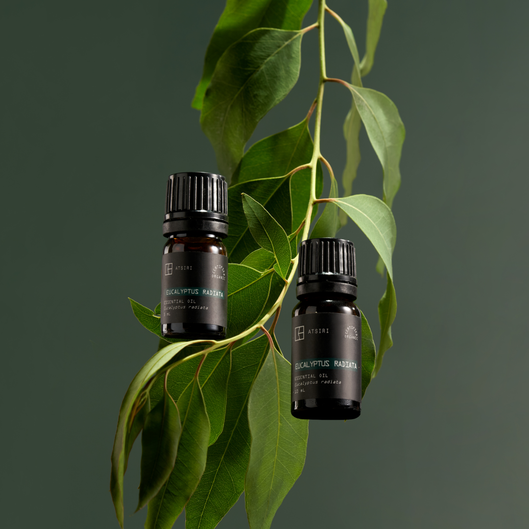 Eucalyptus Radiata Essential Oil by Rumah Atsiri