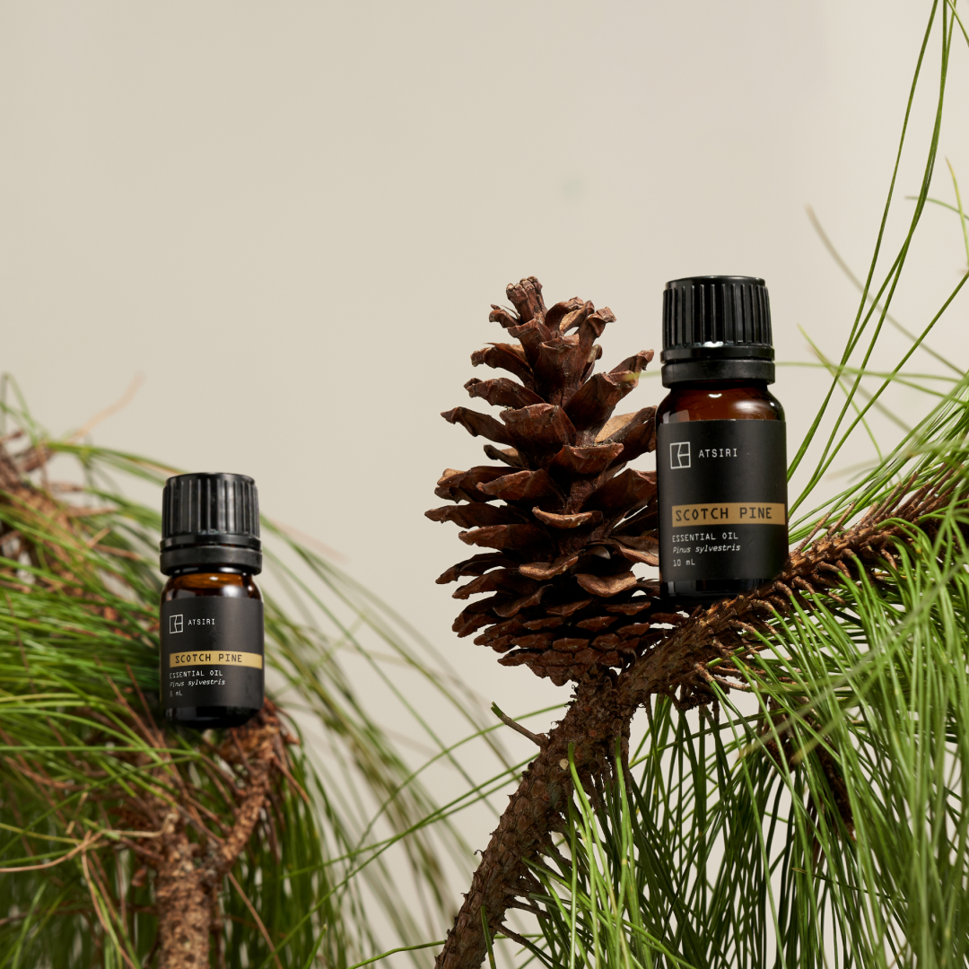 Scotch Pine Essential Oil by Rumah Atsiri