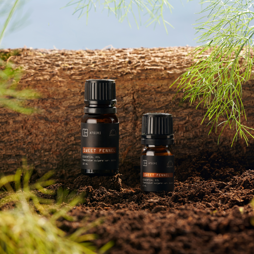 Sweet Fennel Essential Oil by Rumah Atsiri
